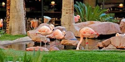 Flamingo Las Vegas